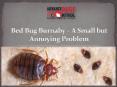 Bed Bug Burnaby – A Small but Annoying Problem PowerPoint PPT Presentation