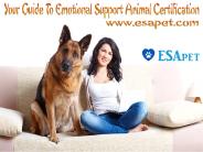 Your Guide to Emotional Support Animal Certification