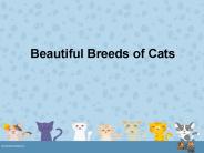Beautiful Breeds of Cats