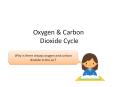 Oxygen and Carbon Dioxide Cycle + Water Cycle PowerPoint PPT Presentation