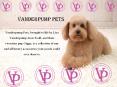 Pet Accessories Online from Vanderpump Pets PowerPoint PPT Presentation