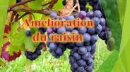 amelioration du raisin