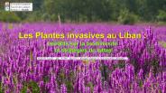 plante invasive au Liban