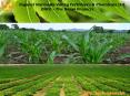 Agriculture Uses of Neem PowerPoint PPT Presentation