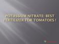 Potassium Nitrate: Best Fertilizer For Tomatoes ! PowerPoint PPT Presentation