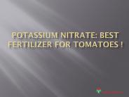 Potassium Nitrate: Best Fertilizer For Tomatoes !