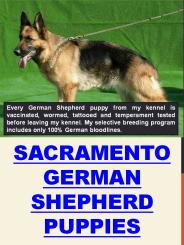 Sacramento German Shepherd Puppies
