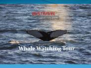 Whale Watching Tour