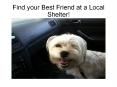 Find your Best Friend at a Local Shelter! PowerPoint PPT Presentation