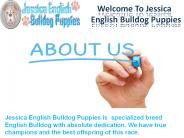 Jessica English Bulldog Puppies