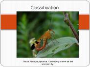 Classification