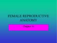 FEMALE REPRODUCTIVE ANATOMY PowerPoint PPT Presentation