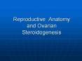 Reproductive Anatomy and Ovarian Steroidogenesis PowerPoint PPT Presentation