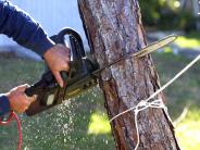 Important Factors Regarding Tree Removal