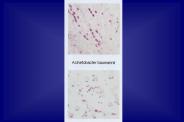 Aucun titre de diapositive