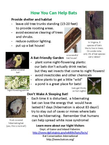 How You Can Help Bats