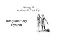 Biology 211 Anatomy PowerPoint PPT Presentation
