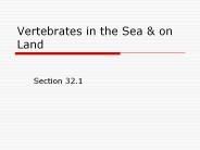 Vertebrates in the Sea