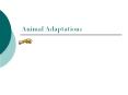 Animal Adaptations PowerPoint PPT Presentation
