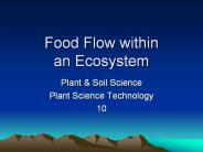Food Flow within an Ecosystem