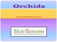 Wholesale Orchids - www.wholeblossoms.com PowerPoint PPT Presentation