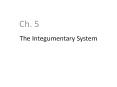 The Integumentary System PowerPoint PPT Presentation