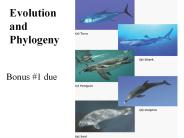 Evolution%20and%20Phylogeny
