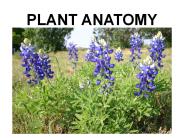 PLANT ANATOMY