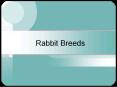 Rabbit Breeds PowerPoint PPT Presentation