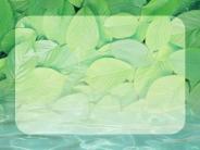 Leafy pond
