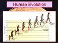 Human Evolution PowerPoint PPT Presentation