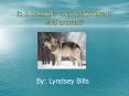 Is it possible to domesticate a wild animal? PowerPoint PPT Presentation