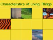 Characteristics of Living Things
