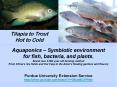 Tilapia to Trout Hot to Cold PowerPoint PPT Presentation