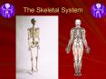 The Skeletal System PowerPoint PPT Presentation