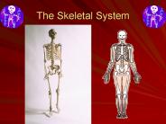 The Skeletal System
