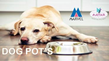 Steel Dog Pots by Marvel India