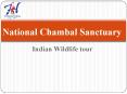 National Chambal sanctuary of India PowerPoint PPT Presentation