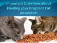 Important Questions about Feeding your Pregnant Cat Answered! PowerPoint PPT Presentation