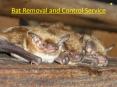 Bat Removal and Control Services PowerPoint PPT Presentation