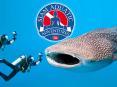 Phuket Private Yacht Charter | Scuba Training Phuket PowerPoint PPT Presentation