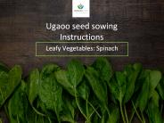 Growing Spinach