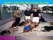 Happy dog training Long Island