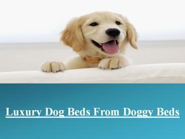 Buy Luxury Dog Beds from Doggy Beds