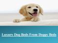 Buy Luxury Dog Beds from Doggy Beds
