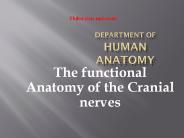 cranial nerves