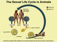 The%20Sexual%20Life%20Cycle%20in%20Animals PowerPoint PPT Presentation