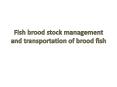 Fish brood stock management and transportation of brood fish PowerPoint PPT Presentation