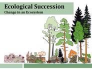 Ecological Succession Change in an Ecosystem
