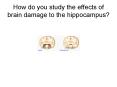 How do you study the effects of brain damage to the hippocampus? PowerPoint PPT Presentation